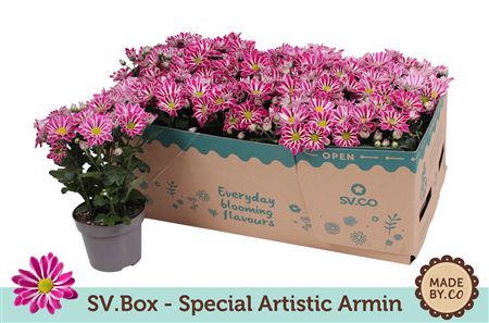 Chrysant Special Artist Armin In Sv.box