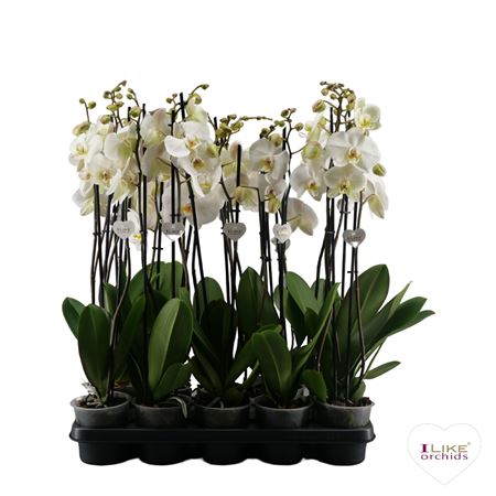 Phal 2st White (levo)