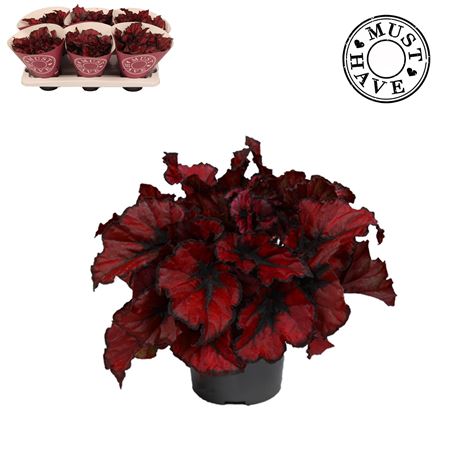 Begonia Beleaf Kohala Red (must Have)