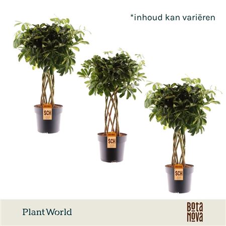 Schefflera Tube Mix