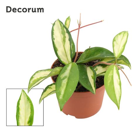 Hoya Carnosa Tricolor (decorum)