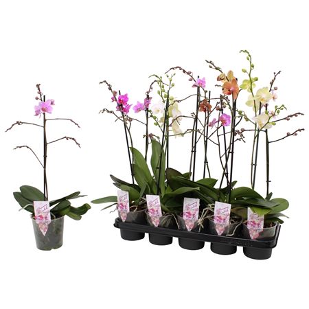 Phal Multi 1st