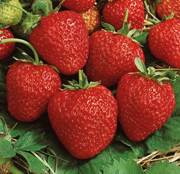 Земляника Корона