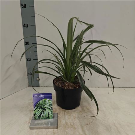 Astelia Nervosa Silver Shadow