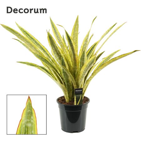 Sansevieria Aubrytiana Lauren