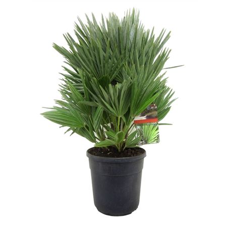Chamaerops Vulcano