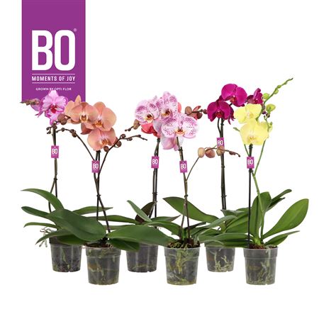 Phal 1st Mix 9+ (opti)
