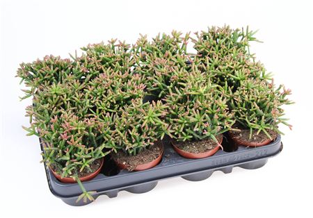 Rhipsalis Burchellii