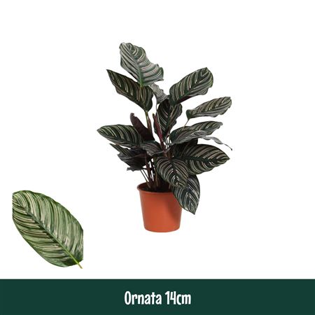 Calathea Ornata