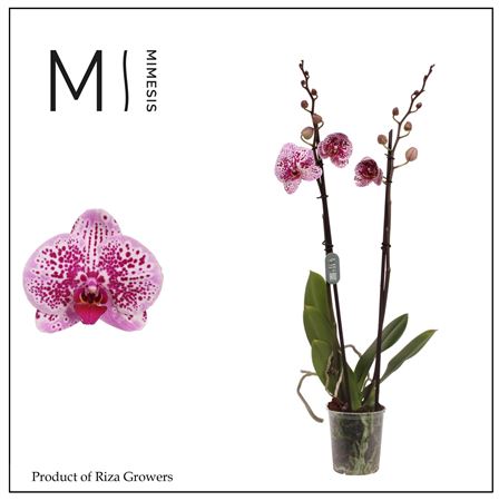 Phal 2st Mesmerion 16+ (mimensis)