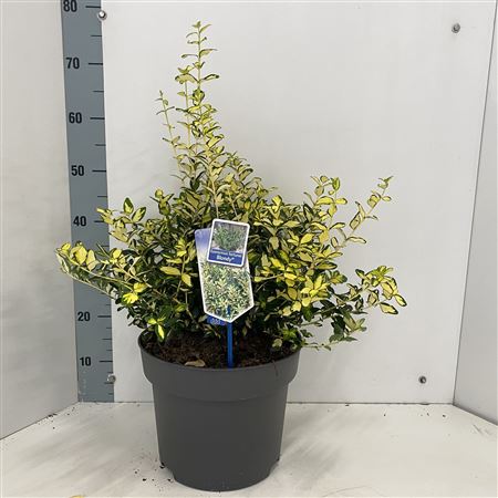 Euonymus Fort Blondy