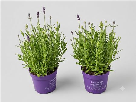 Lavandula An Mixmasters Blue White Xl