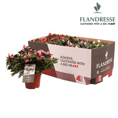 Azalea Flandresse Mix 4x2