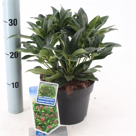 Skimmia Jap Rubesta Giant Pink