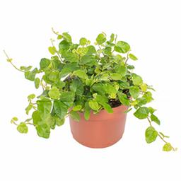 Фикус пумила Грин Санни