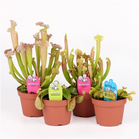 Vleesetende Planten Mix