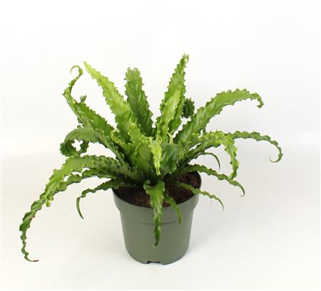 Asplenium Antiquum Osaka