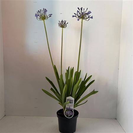 Agapanthus Sunfield