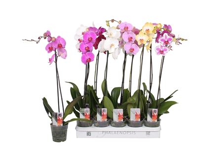 Phal 1st Mix 9/12+ ( Vijverberg )