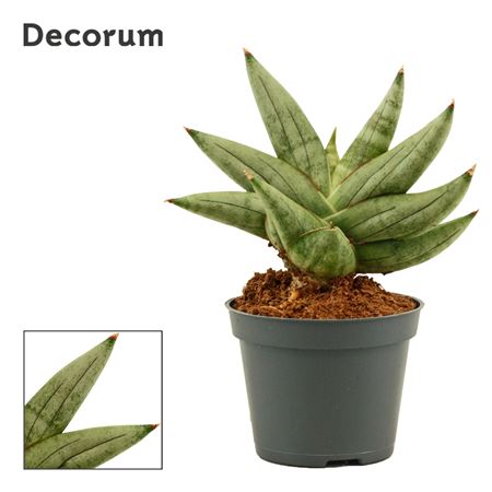 Sansevieria Artistic Fan (dec)