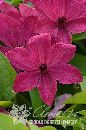 Клематис цельнолистный Экспандер