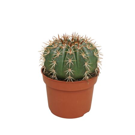 Melocactus Discoformis