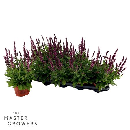 Salvia Sensation Rose