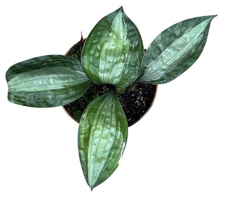 Aspidistra Silver Stripe