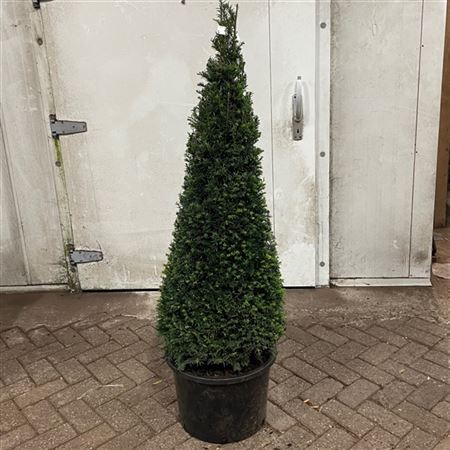 Taxus Baccata Cone