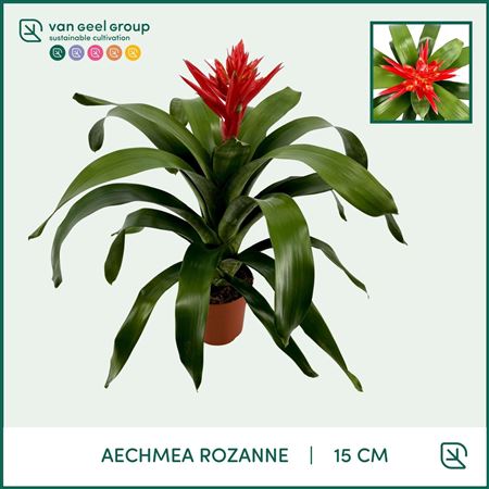 Aechmea Rozanne St. 2-3 (van Geel)