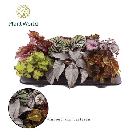 Begonia Rex Magic Colours