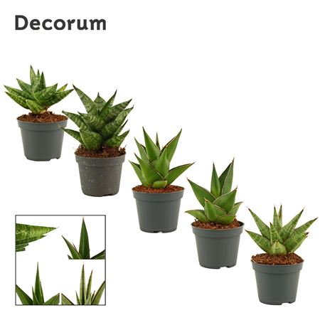 Sansevieria Crown Mix 9 Cm (decorum)