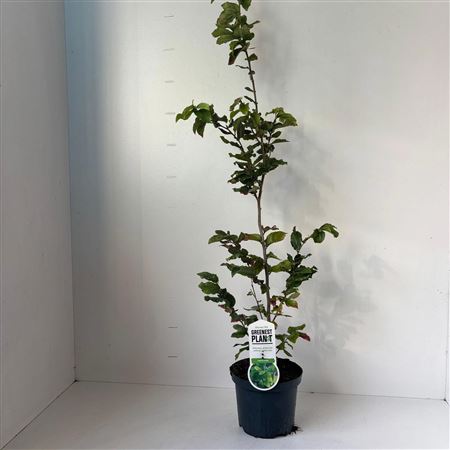 Parrotia Persica On Stick