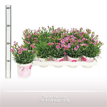 Dianthus Pink Kisses