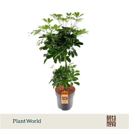 Schefflera Nora Vlecht Duo Bol