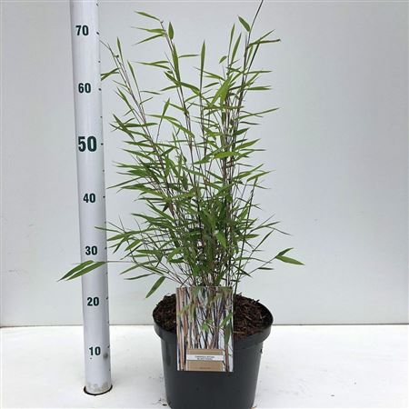 Fargesia Nitida Black Pearl