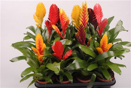 Vriesea Mix