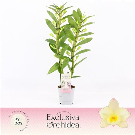 Dendr Nob 2st Tweety Exclusiva Orchidea