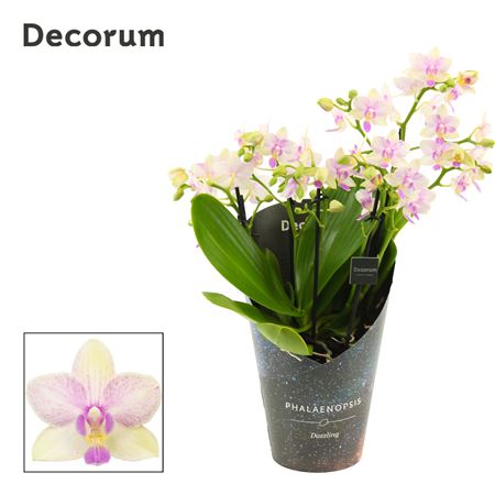 Phalaenopsis Dazzling Blossom Bliss 5+ Tak