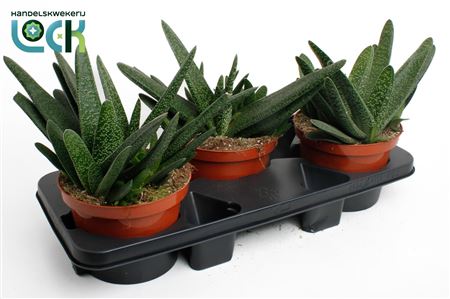 Gasteria Verrucosa