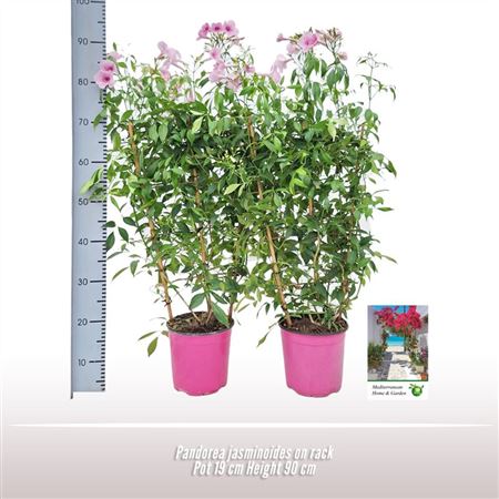Pandorea Jasminoides Op Rek