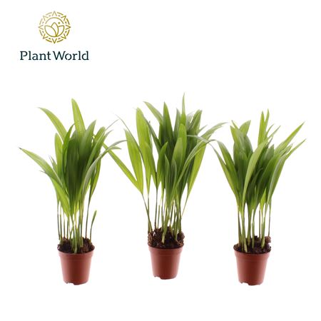 Dypsis Tiny Pammy (dec)