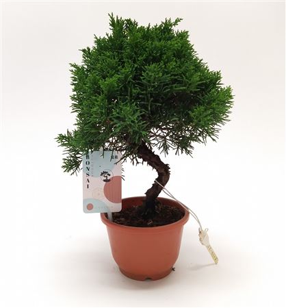 Bonsai Juniperus