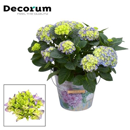 Hydrangea Bol Blue 7+ In Bucket (decorum)