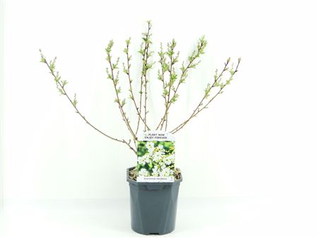 Exochorda Rasemosa