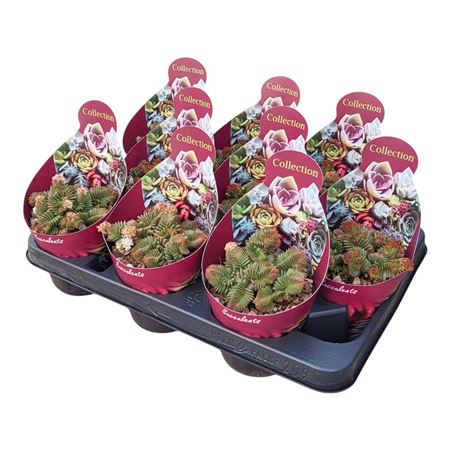 Crassula Estagnol Potcover