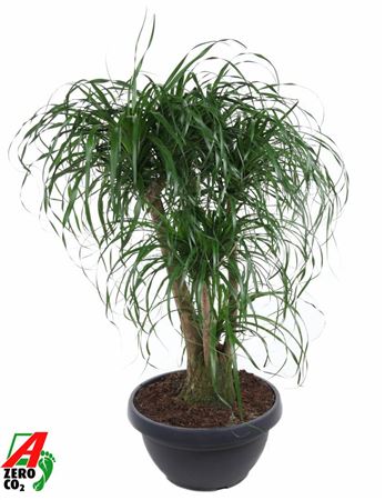 Beaucarnea Branched Bowl