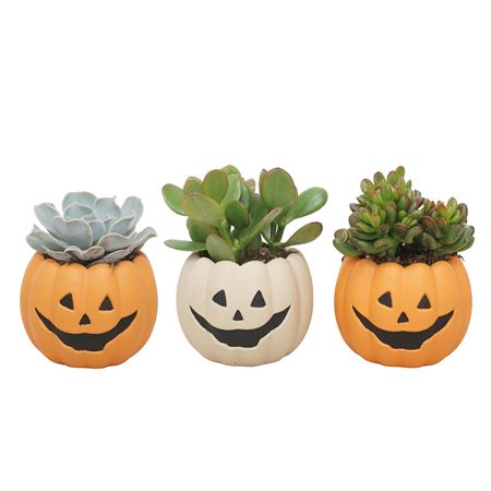 Succulent Mix In 12 Cm 'halloween Pompoen Pot'