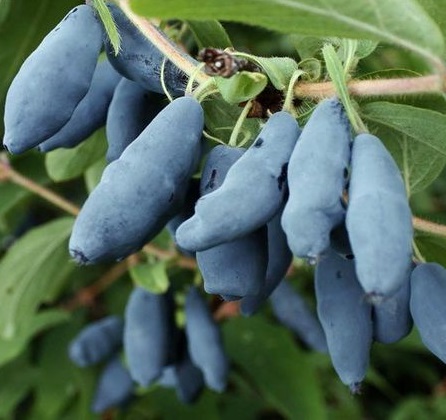 Жимолость Бакчарский Великан в тубе