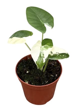 Alocasia Macrorhiza Variegata